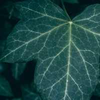 Ivy