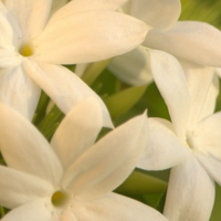 Jasmine