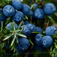 Juniper Berries