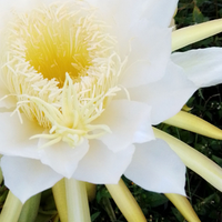 Lady of the Night Flower