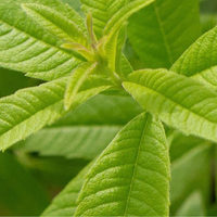 Lemon Verbena