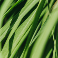 Lemongrass