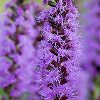 Liatris