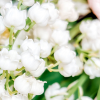Lily-of-the-Valley