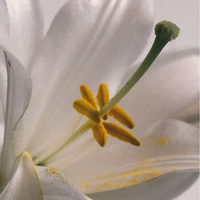 Lily