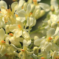 Litsea Cubeba