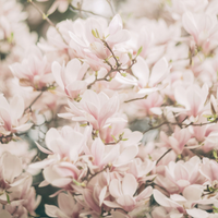 Magnolia