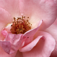 May Rose