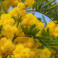 Mimosa