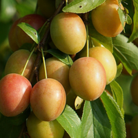 Mirabelle