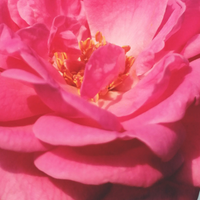 Moroccan Rose