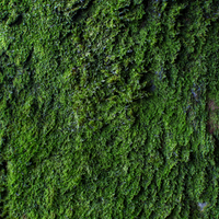 Moss