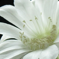 Night blooming Cereus