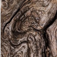 Oak