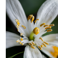 Orange Blossom