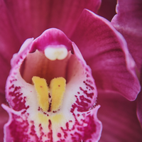 Orchid