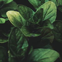 Oregano