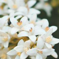 Osmanthus