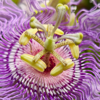 Passion Flower