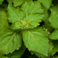 Singapore Patchouli