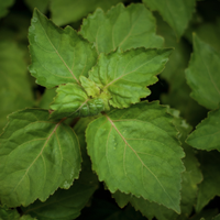 Patchouli