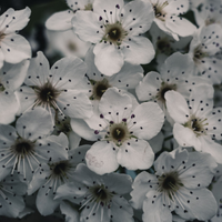 Pear Blossom