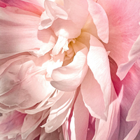Peony