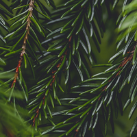 Pine needles