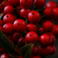Red Berries