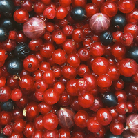 Red Fruits