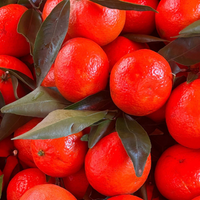 Red Mandarin