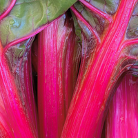 Rhubarb