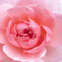 Rose Absolute