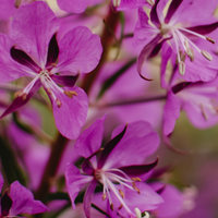Rosebay Willowherb