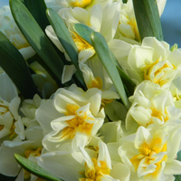 Sea Daffodil