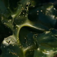 Seaweed