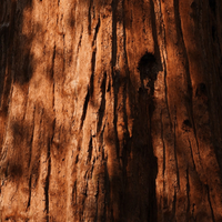 Sequoia
