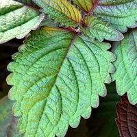 Shiso