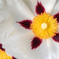 Spanish Labdanum