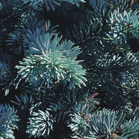 Spruce