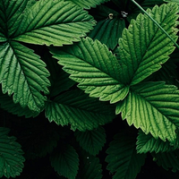 Strawberry Leaf