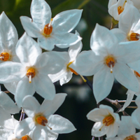 Styrax
