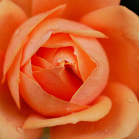 Tea Rose