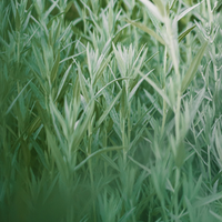 Thyme