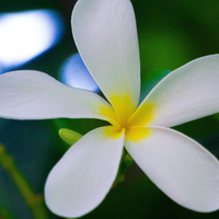 Tiare Flower