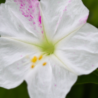 Tobacco Blossom