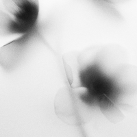 Transparent Flowers