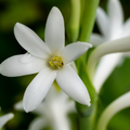 Tuberose