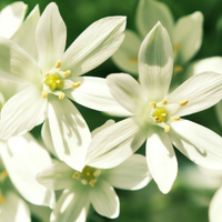Tuberose