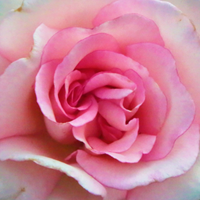 Turkish Rose